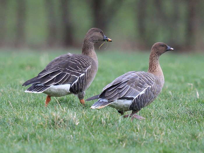 Tundra Bean Goose