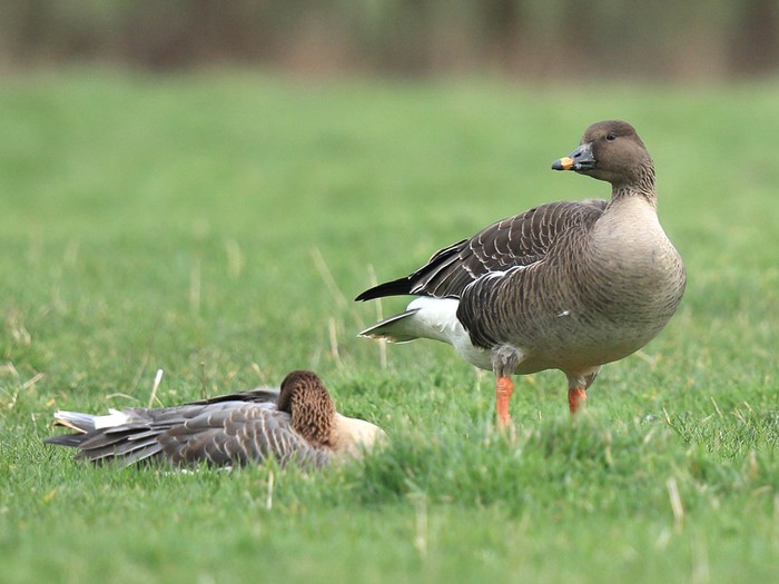Tundra Bean Goose
