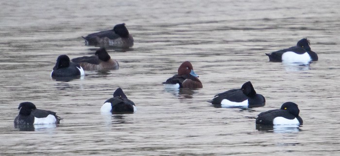 Ferruginous Duck