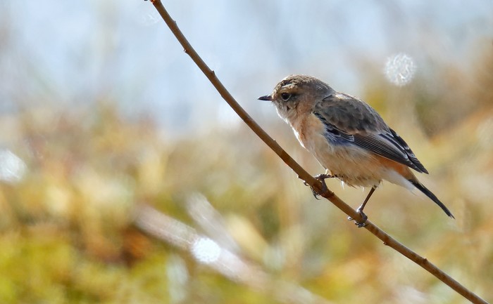 West Siberian Stonechat