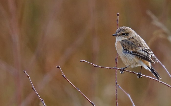 West Siberian Stonechat