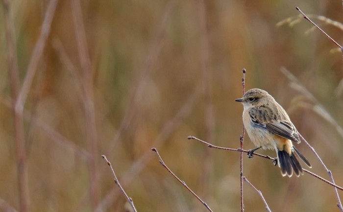 West Siberian Stonechat