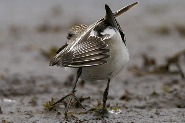 Semipalmated Sandpiper