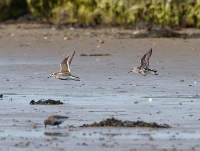 Broad-billed Sandpiper