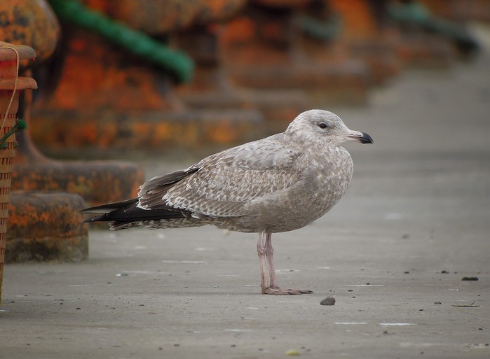 American Herring Gull
