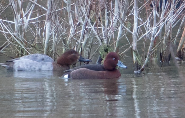 Ferruginous Duck