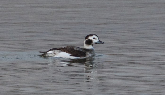 Long-tailed Duck