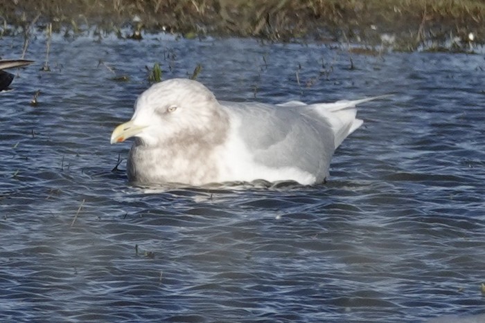 Iceland Gull