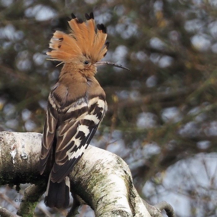 Hoopoe