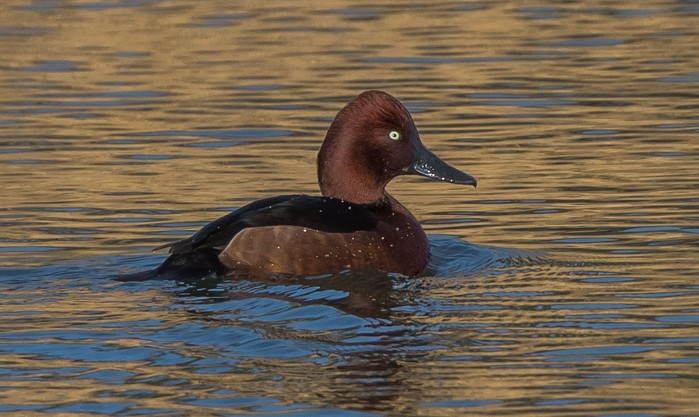 Ferruginous Duck