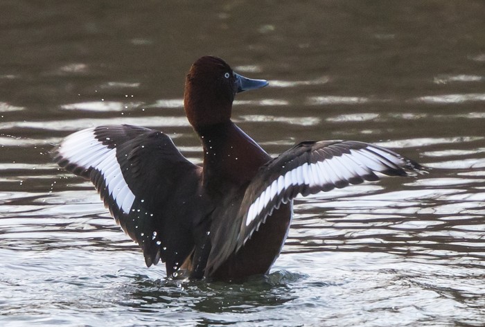 Ferruginous Duck