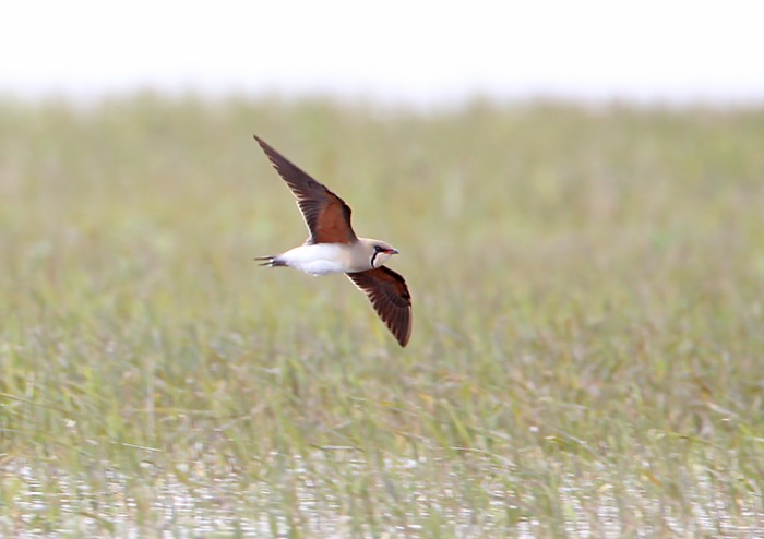 Oriental Pratincole