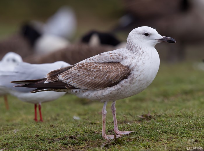 Caspian Gull