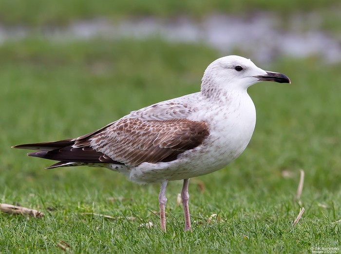 Caspian Gull