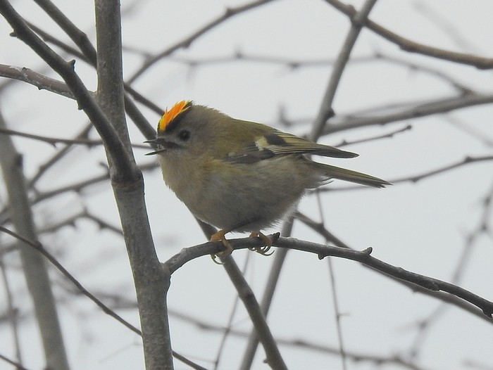 Goldcrest
