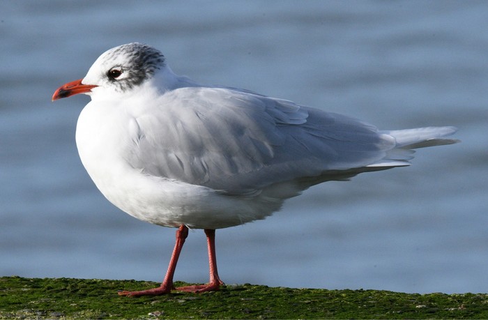 Mediterranean Gull