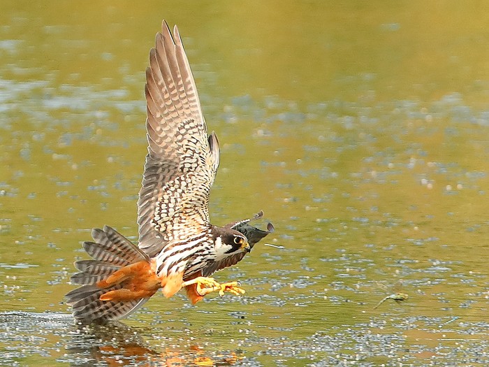 Hobby