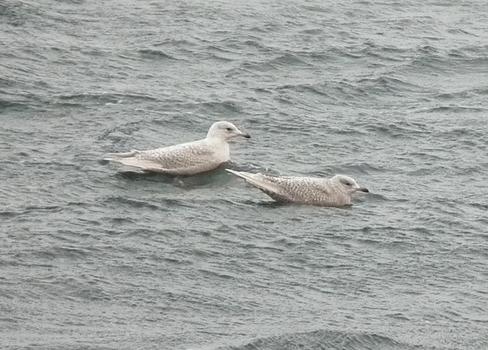 Iceland Gull