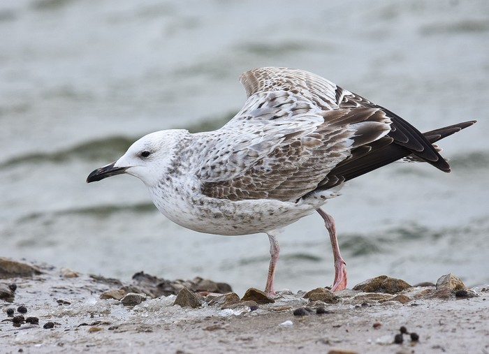 Caspian Gull