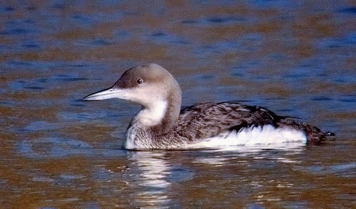 Black-throated Diver