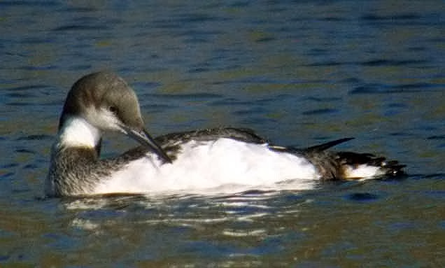 Black-throated Diver