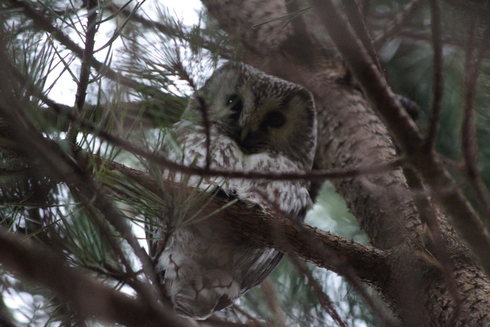 Tengmalm's Owl