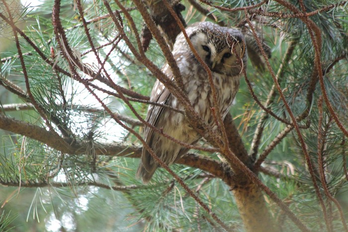 Tengmalm's Owl
