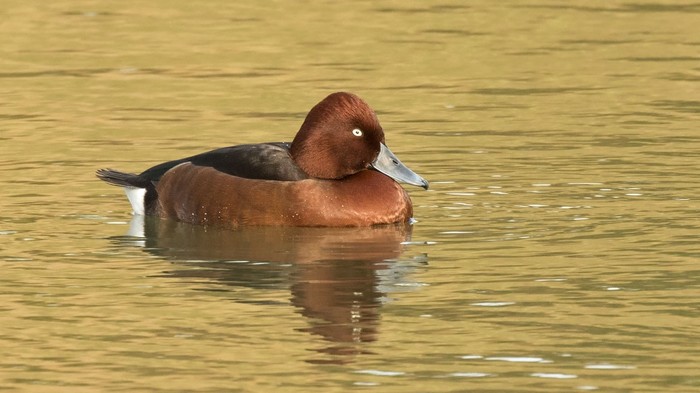 Ferruginous Duck
