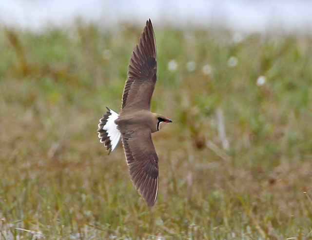 Oriental Pratincole
