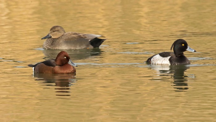 Ferruginous Duck