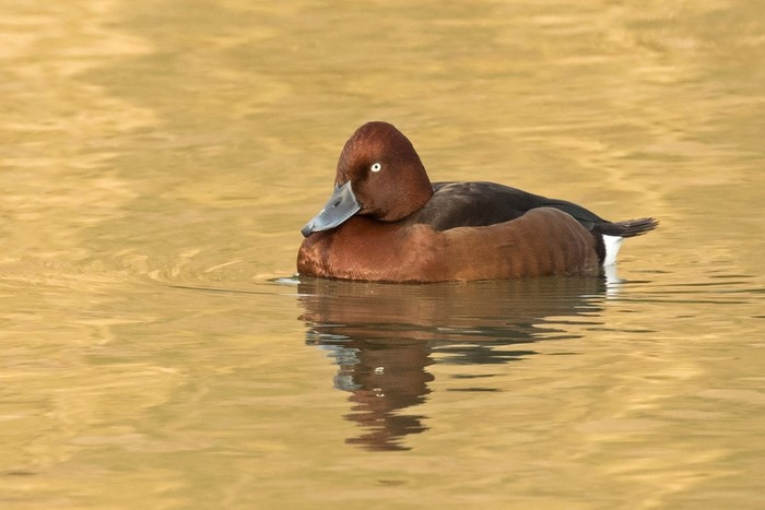 Ferruginous Duck