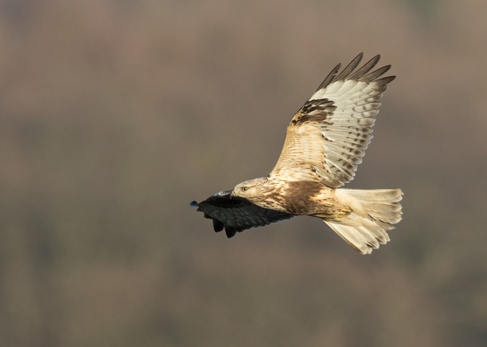 Rough-legged Buzzard