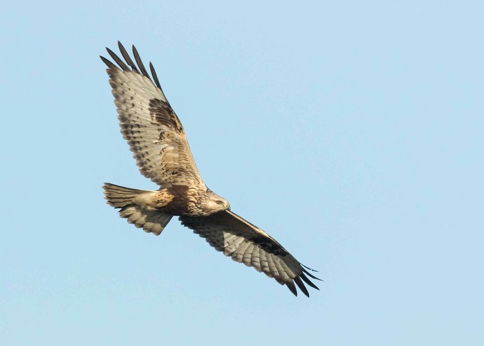 Rough-legged Buzzard