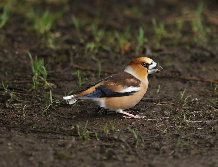 Hawfinch