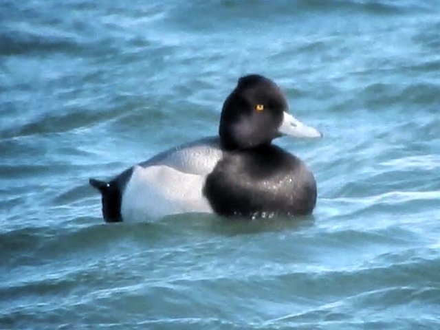 Lesser Scaup