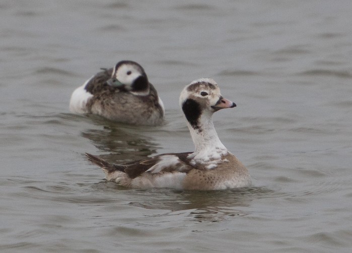 Long-tailed Duck