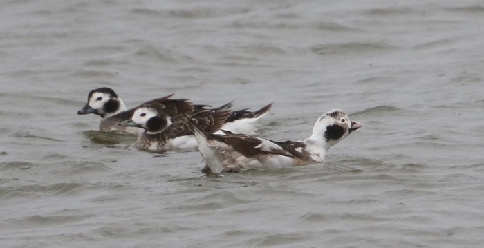 Long-tailed Duck
