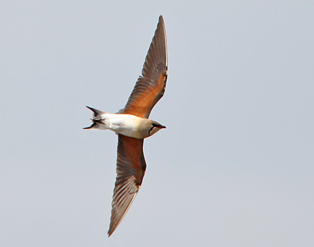 Oriental Pratincole
