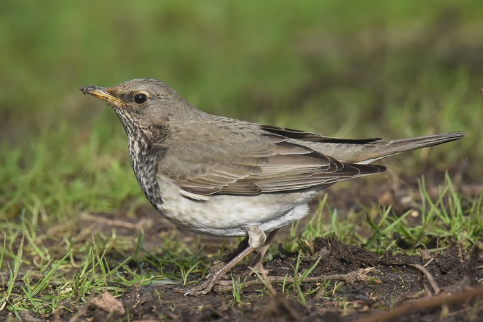 Black-throated Thrush