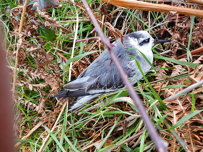Grey Phalarope