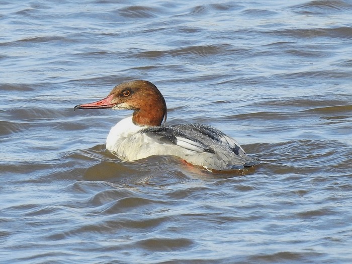 Goosander