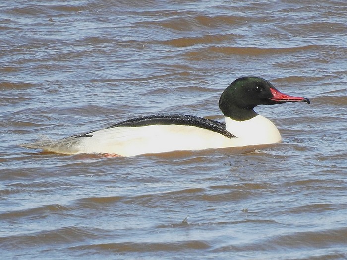 Goosander