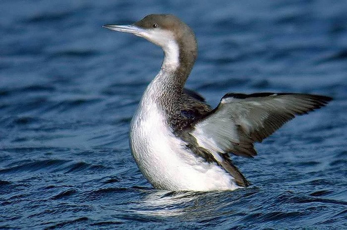 Black-throated Diver