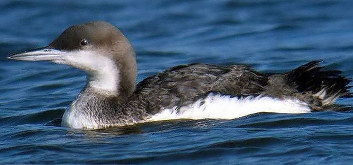 Black-throated Diver