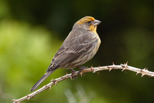 House Finch