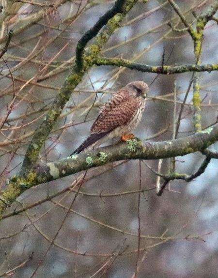 Kestrel