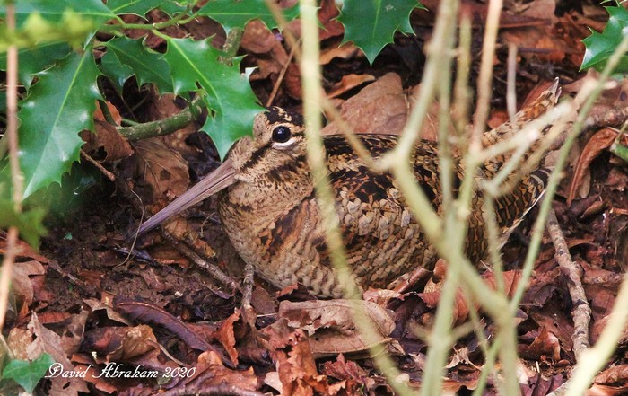 Woodcock