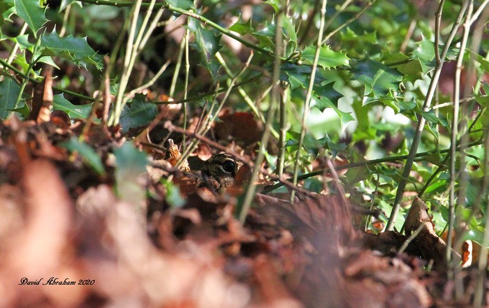 Woodcock