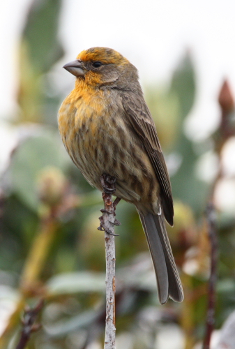 House Finch
