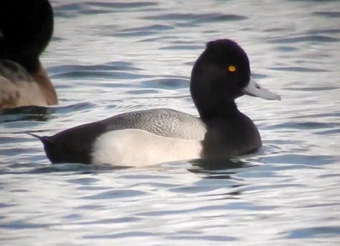 Lesser Scaup